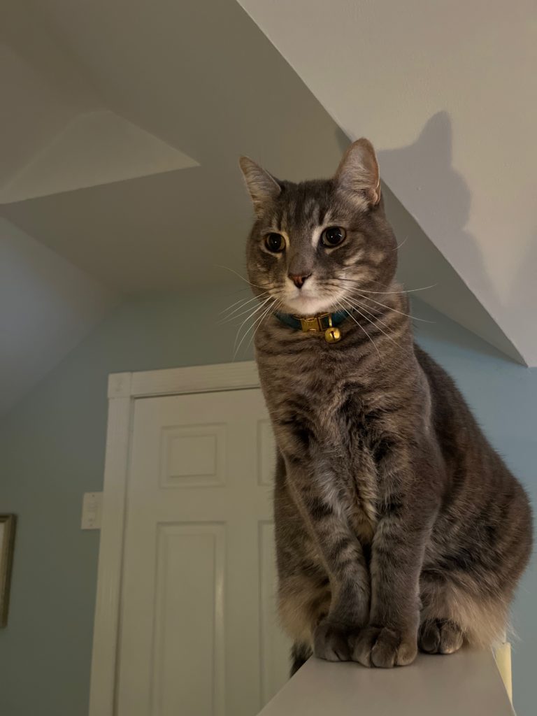 A gray-brown tabby cat wearing a green collar sitting on a wall, looking vaguely toward the camera