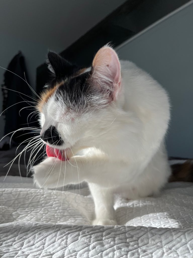 A white calico cat sits on a blanket and washes her front paw