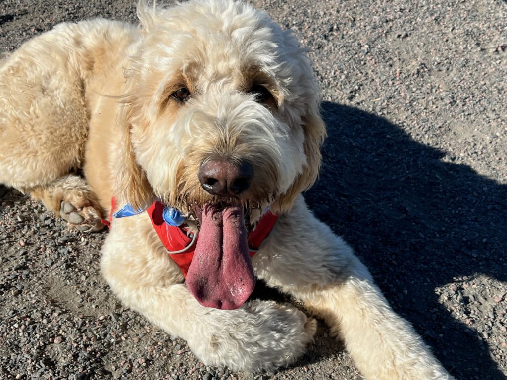 A blond golden doodle in a red harness and a blue bandanna lays on sandy dirt and looks into the camera