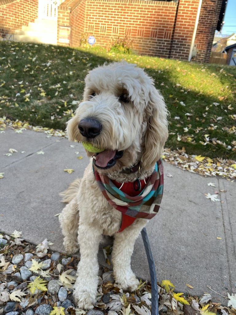 A silly-looking golden doodle in a bandana, holding a tennis ball