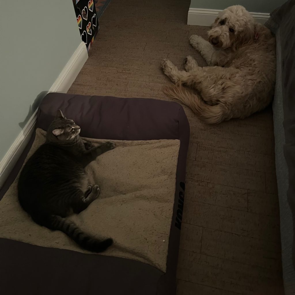 A gray tabby cat lounges on a dog bed, while a golden doodle lays on the floor nearby and looks forlornly at the bed.