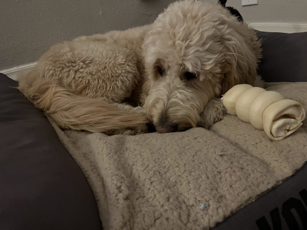 Benny the golden doodle curled up on a dog bed