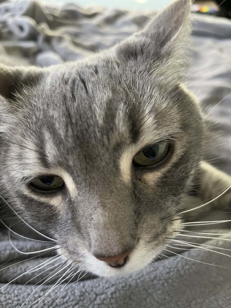 Close-up on the face of Percy the gray tabby cat