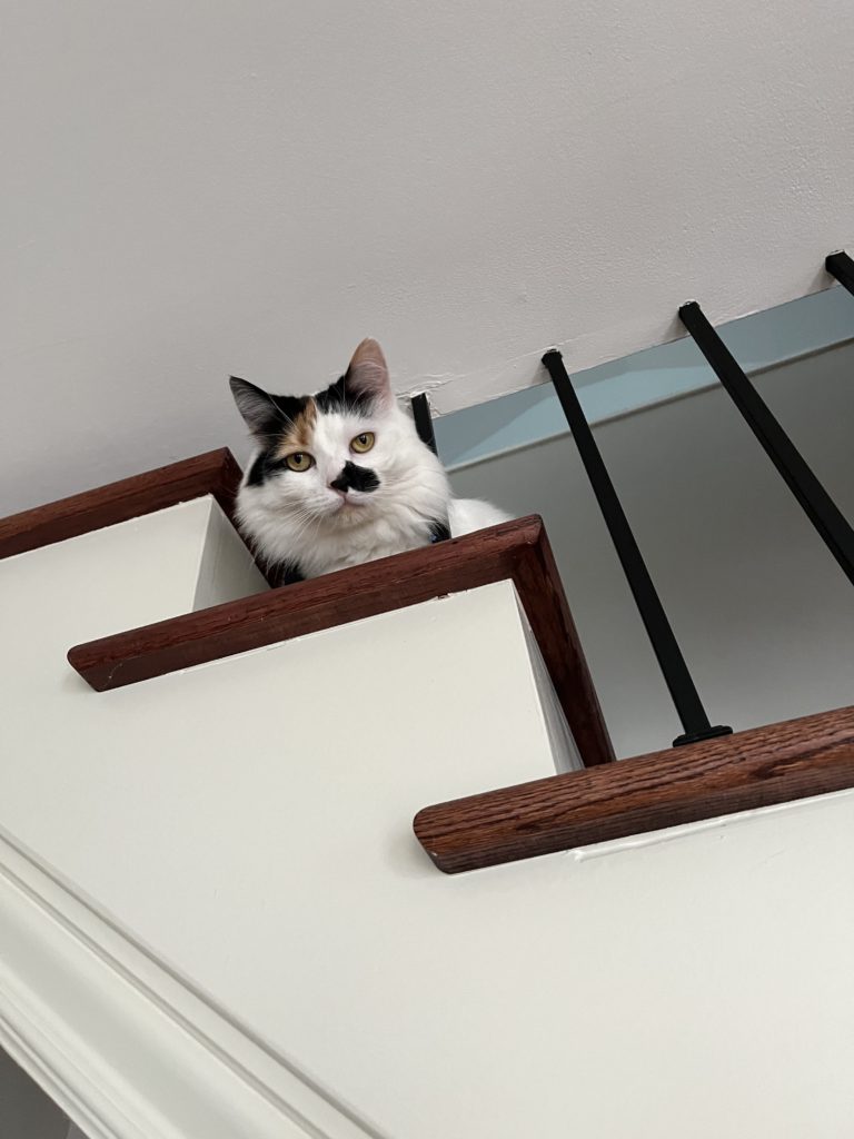 Phyrne the calico cat stares down into the camera from a stairway