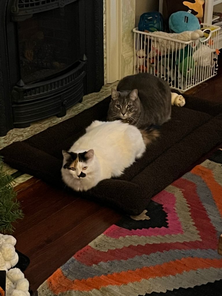 A white calico cat and a gray tabby cat lounging on a large brown pet bed in front of a gas fireplace.